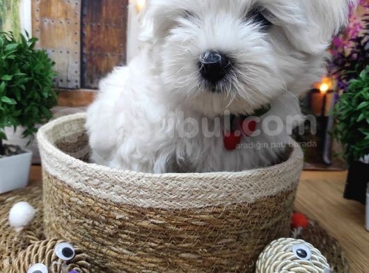 A Kali̇te Maltese Terri̇er Yavrularimiz görsel