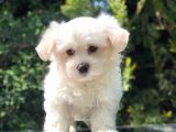Toy Face Maltipoo Yavrumuz