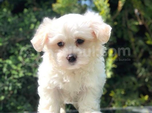 Toy Face Maltipoo Yavrumuz görsel