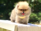 Pomeranian Boo Teddy Erkek Yavrumuz