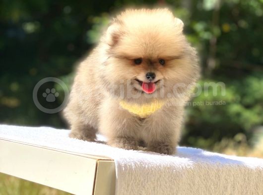 Pomeranian Boo Teddy Erkek Yavrumuz görsel