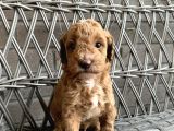A Kali̇te Safkan Küçük Irk Toy Poodle