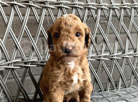 A Kali̇te Safkan Küçük Irk Toy Poodle görsel