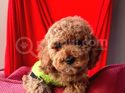Safkan Toy Poodle Yavrularımız görsel