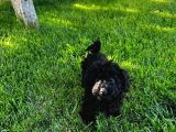 Toy Poodle Yavrular