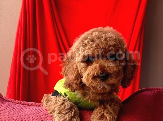 Safkan Toy Poodle Yavrularımız görsel