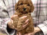 Bebek Surat Toy Poodle Yavrular