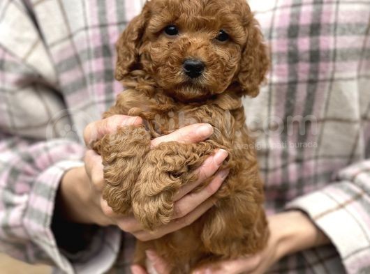 Bebek Surat Toy Poodle Yavrular görsel