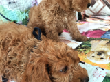 Cockapoo 2 Aylık Aşılı Karneli
