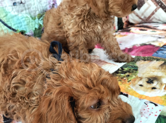 Cockapoo 2 Aylık Aşılı Karneli