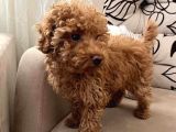 Orji̇nal Red Erkek Toy Poodle