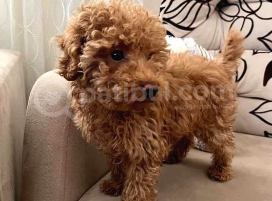 Orji̇nal Red Erkek Toy Poodle görsel