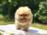 Pomeranian Boo Teddy Erkek Yavrumuz