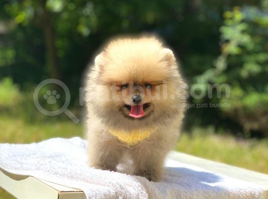 Pomeranian Boo Teddy Erkek Yavrumuz