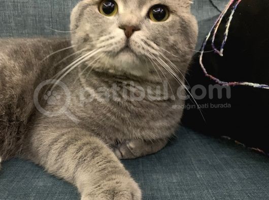 1 Yaşında Erkek Bebeğimiz görsel