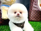 Ayı Surat Pomeranian Boo Yavrularımız