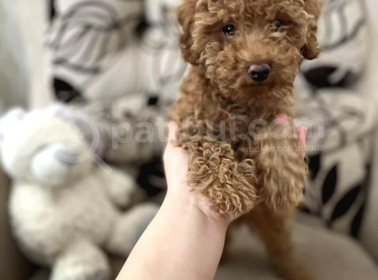 Orji̇nal Red Erkek Toy Poodle