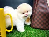 Ayı Surat Pomeranian Boo Yavrularımız