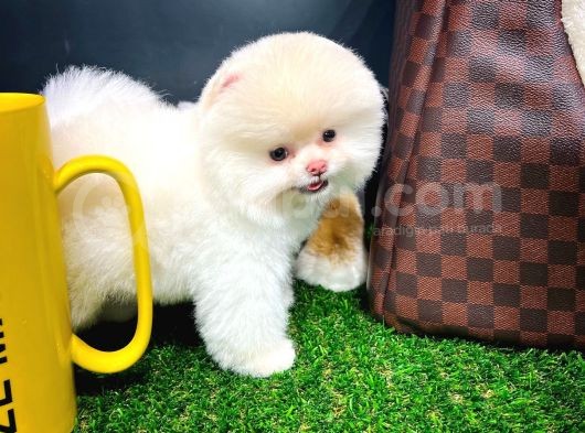 Ayı Surat Pomeranian Boo Yavrularımız