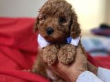 Red Toy Poodle Anne Altindan