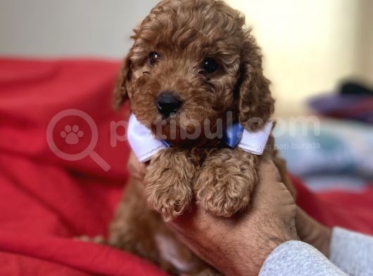 Red Toy Poodle Anne Altindan görsel