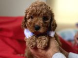 Red Toy Poodle Anne Altindan