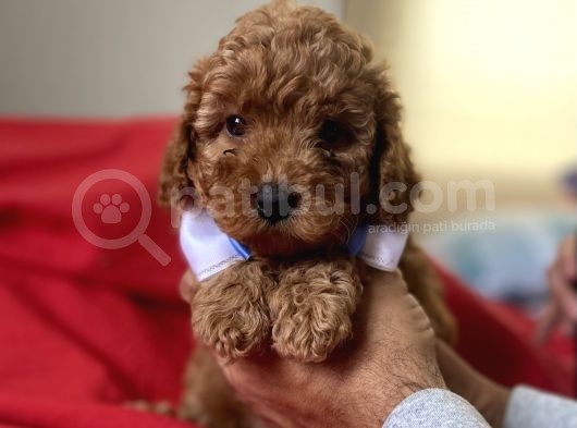 Red Toy Poodle Anne Altindan görsel