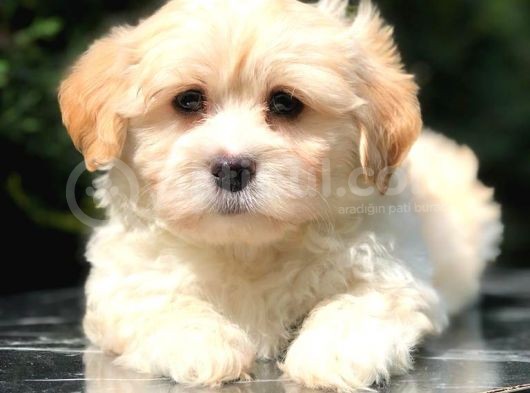 Apricot Renk F2 Maltipoo görsel