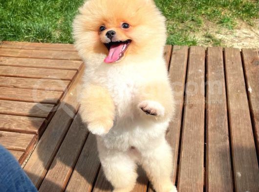 Ayı Surat Pomeranian Boo Yavrularımız