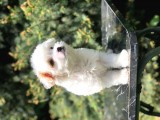 Xs Dizayn Irk Morkie Yavrumuz