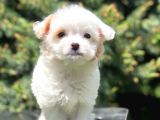 Xs Wc Eğitimli Maltipoo