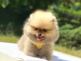 Pomeranian Boo Teddy Erkek Yavrumuz