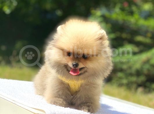 Pomeranian Boo Teddy Erkek Yavrumuz görsel