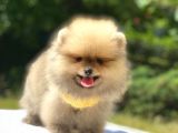 Pomeranian Boo Teddy Erkek Yavrumuz