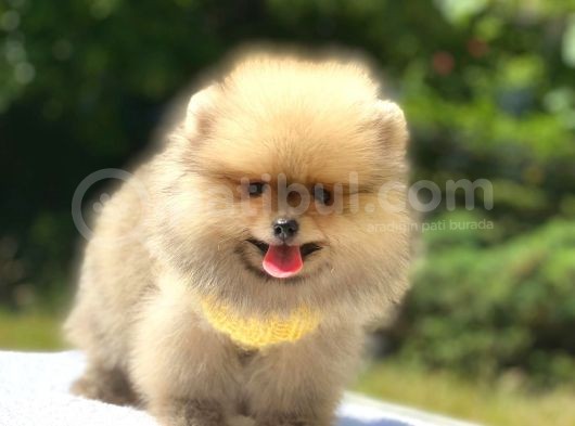 Pomeranian Boo Teddy Erkek Yavrumuz görsel