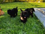 Toy Poodle Yavrular
