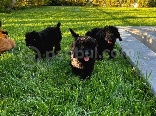 Toy Poodle Yavrular görsel