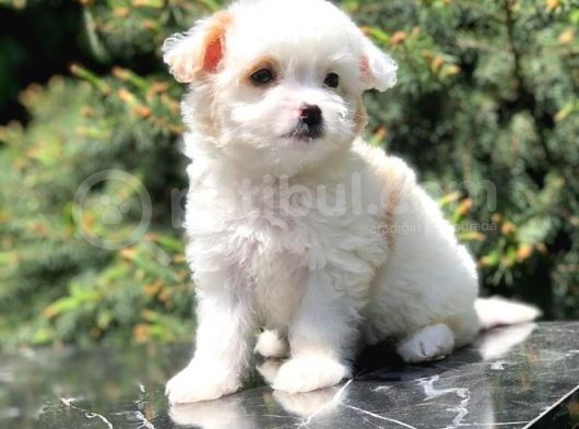 Xs Wc Eğitimli Maltipoo görsel