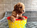 A Kali̇te Safkan Küçük Irk Toy Poodle