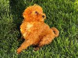 Toy Poodle Yavrular