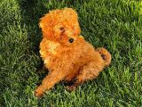 Toy Poodle Yavrular