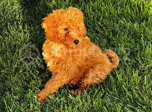 Toy Poodle Yavrular