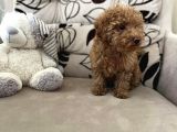Orji̇nal Red Erkek Toy Poodle