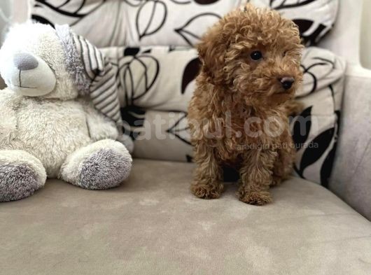 Orji̇nal Red Erkek Toy Poodle görsel
