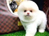 Ayı Surat Pomeranian Boo Yavrularımız