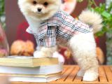 Ayı Surat Pomeranian Boo Yavrularımız