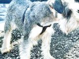Salt And Pepper Schnauzer
