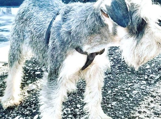 Salt And Pepper Schnauzer görsel