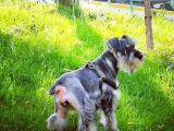 Salt and Pepper Schnauzer