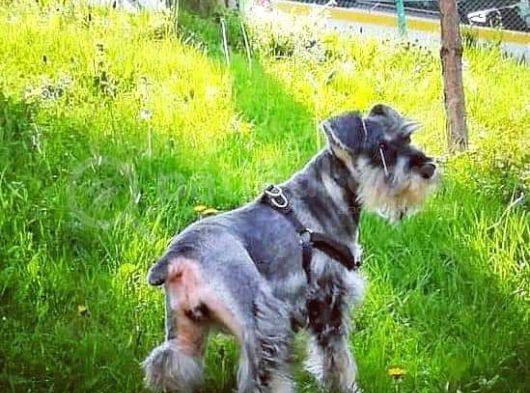 Salt And Pepper Schnauzer